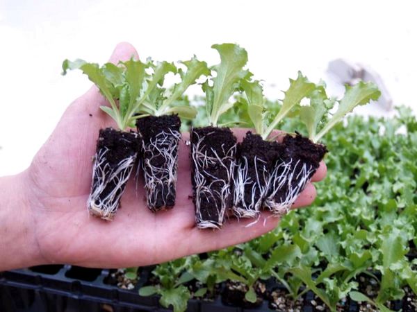 Как вырастить салат дома