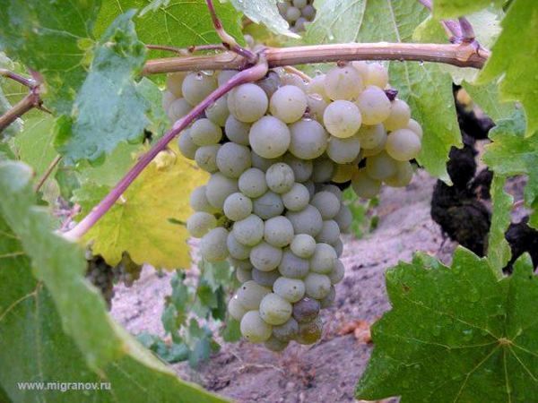 Как прорастить виноград