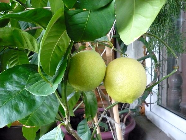 Как опылить лимон
