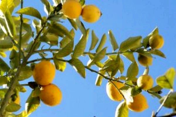 Как опылить лимон