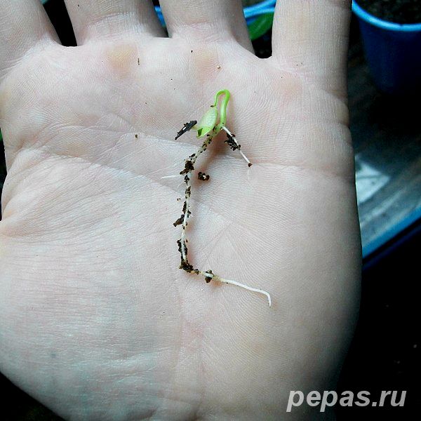Как вырастить пассифлору из семян