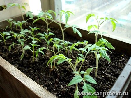 Как подготовить семена томатов