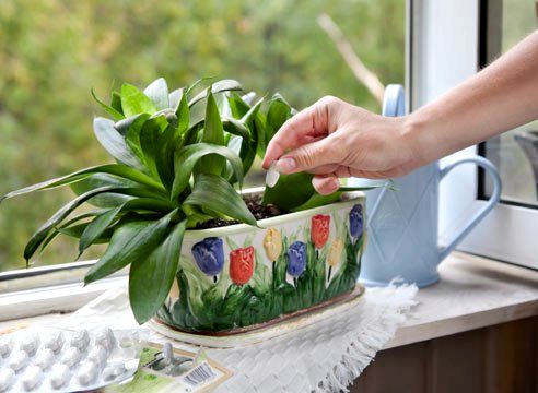 Как удобрять комнатные растения