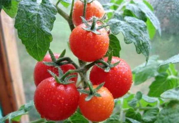 Комнатные сорта томатов: выращивание и уход