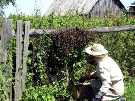 Как защититься от пчел