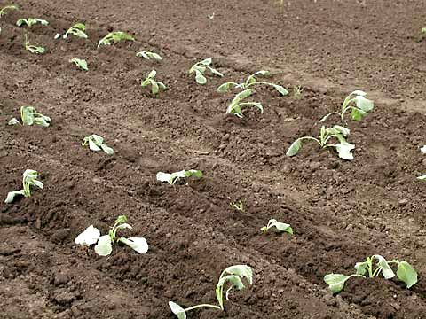Как вырастить савойскую капусту на своем участке