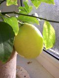 Как посадить лимон