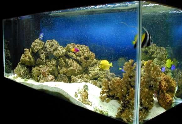Как сделать морской аквариум
