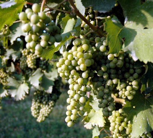 Как справиться с болезнями винограда