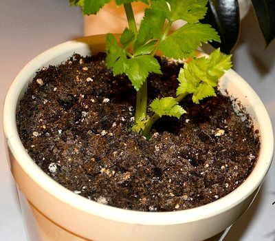 Как вырастить сельдерей листовой