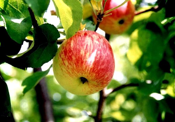 Как выбрать сорт и правильно посадить яблоню