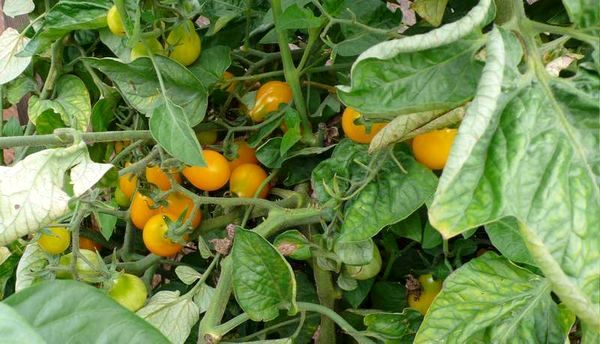 Как выращивать томат медовый