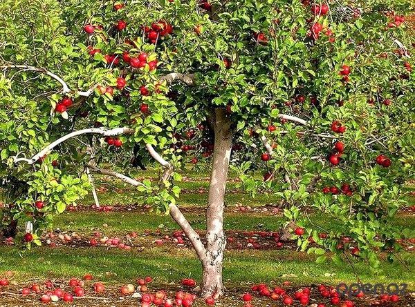 Как лечить яблони