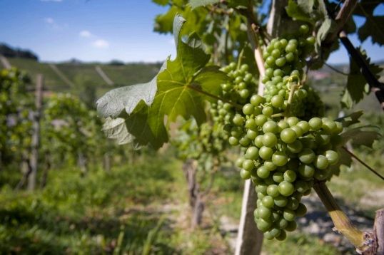 Как осуществлять уход за виноградом на приусадебном участке