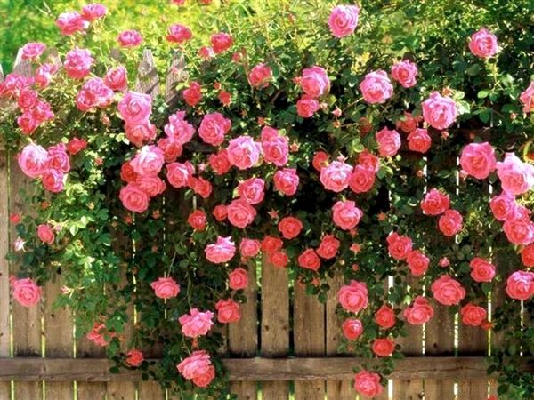 Выращивание парковой розы