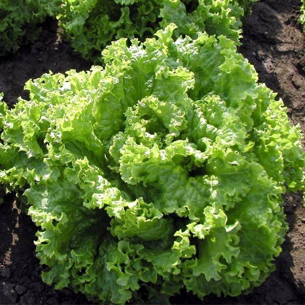 Как посадить салат