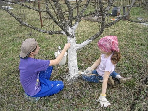 Как белить молодые деревья