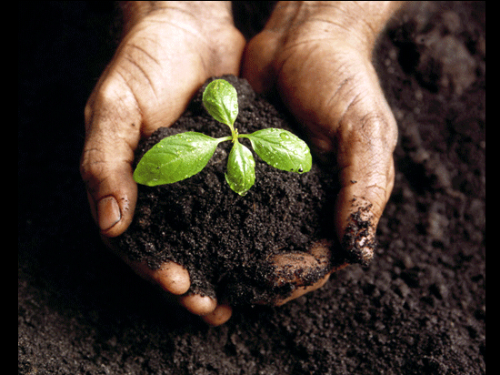 Как удобрить почву