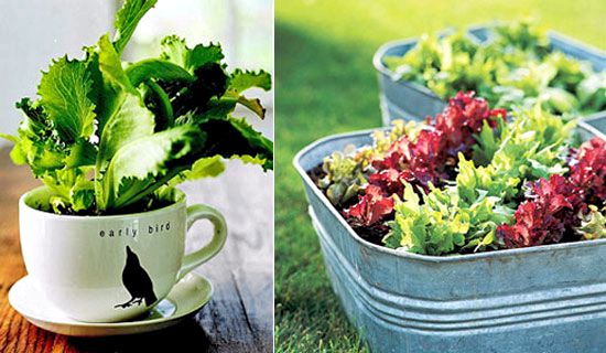 Как вырастить на подоконнике салат