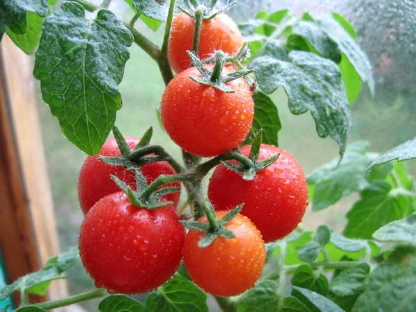 Как поливать томаты