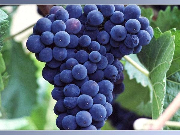 Как лечить виноград от тли