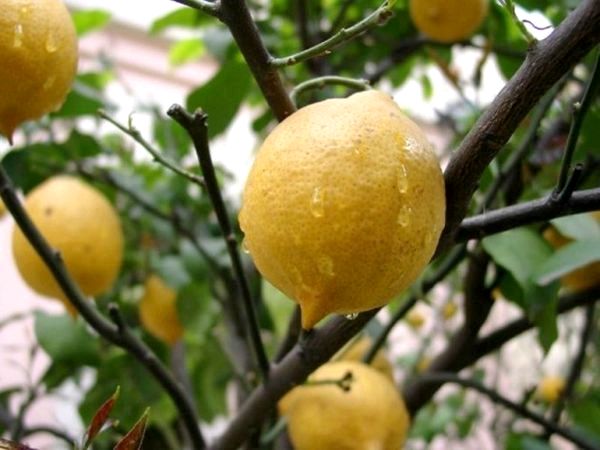 Как вырастить плодоносящий лимон