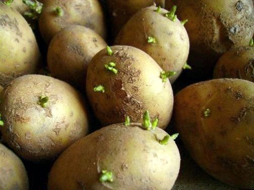 Как сажать картошку