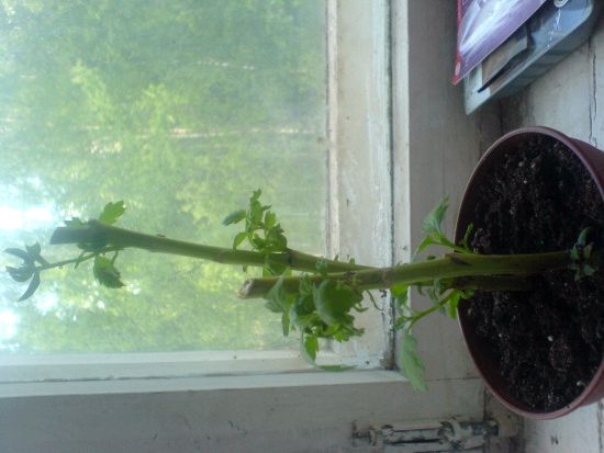 Как вырастить хризантемы