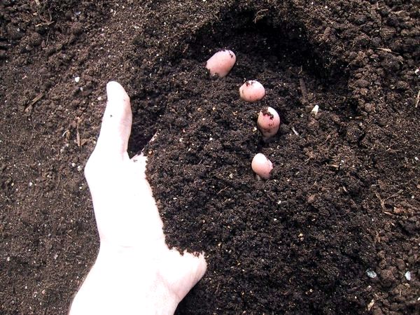 Как подготовить почву в теплице