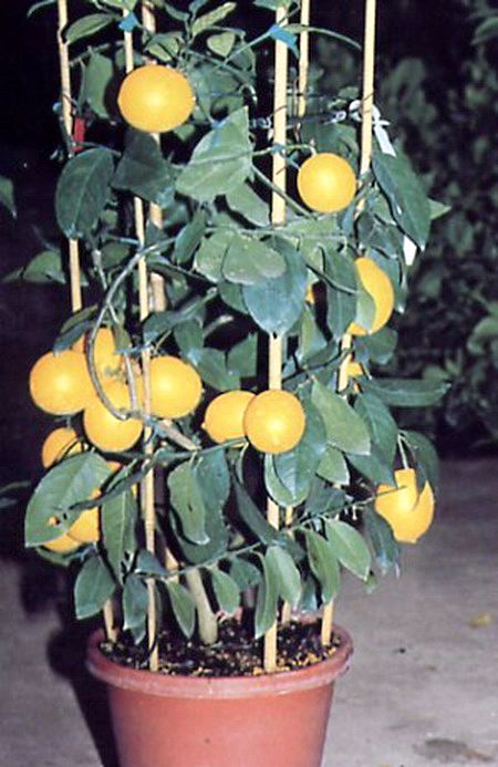 Как размножить лимон