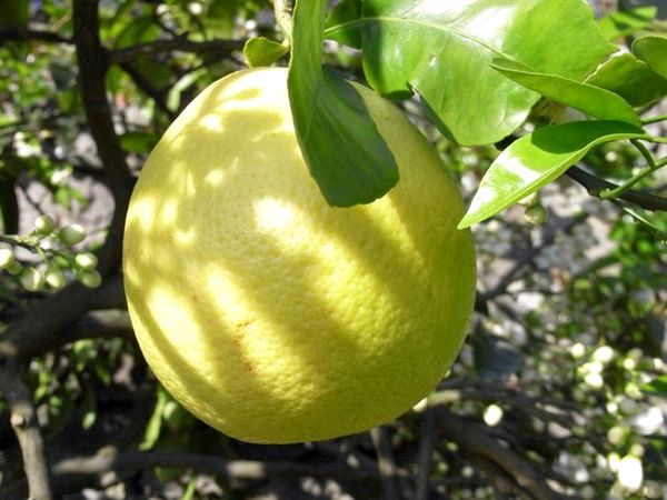 Как размножить лимон