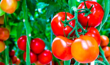 Как выращивать томаты-гиганты