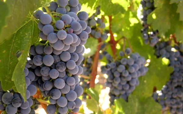 Как вырастить саженцы винограда