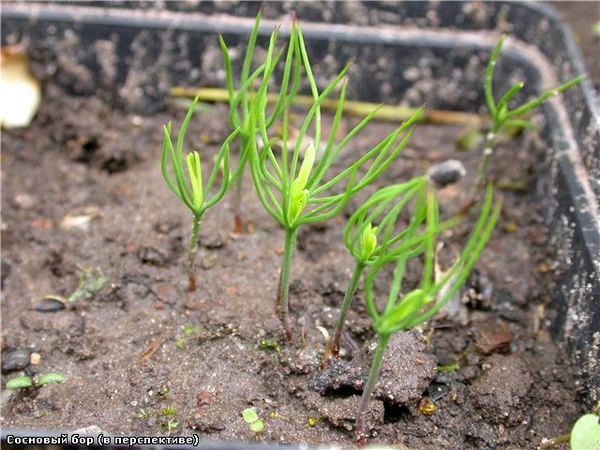Как вырастить кедр из семени