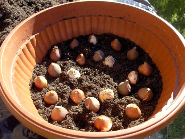 Как посадить луковицы тюльпанов