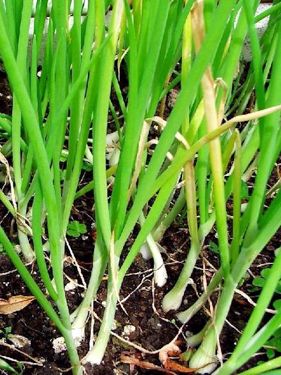 Как вырастить зеленый лук в теплице