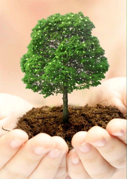 Как посадить дерево