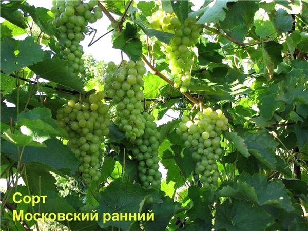 Как выбрать сорт винограда для выращивания