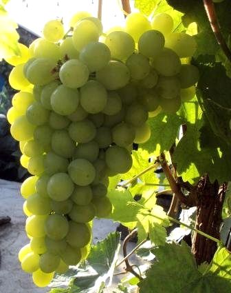 Как выбрать сорт винограда для выращивания