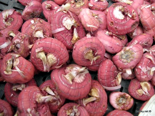 Как хранить луковицы гладиолусов
