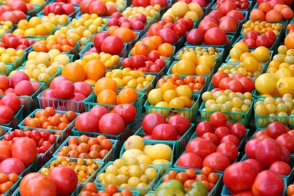 Какие бывают сорта томатов