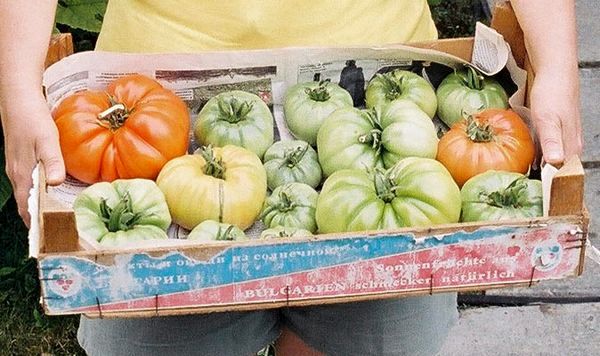 Как защитить помидоры от фитофторы