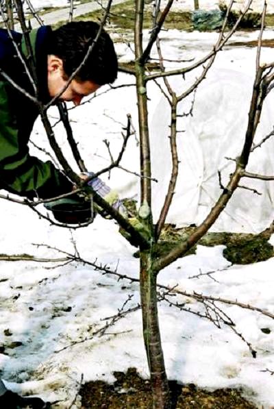 Как сделать обрезку деревьев