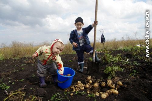 Как вырастить хороший урожай картошки