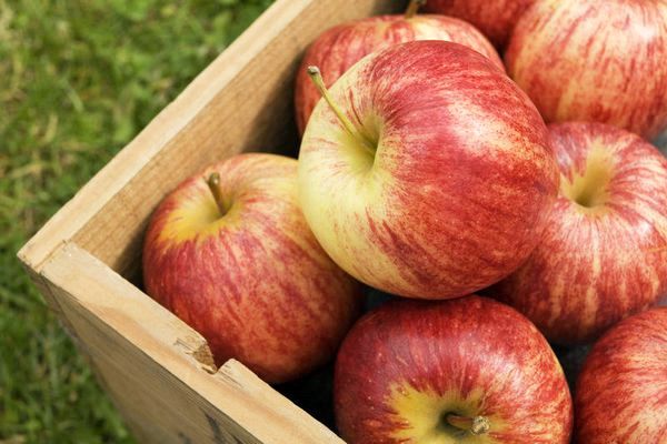 Как хранить зимние сорта яблок