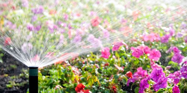Как поливать растения в жару