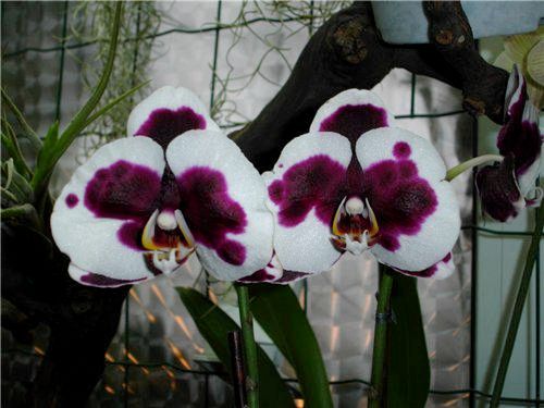 Как посадить орхидеи