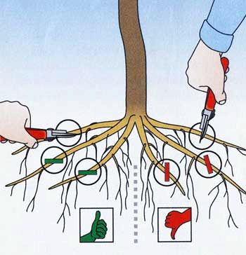 Как сажать плодовые деревья