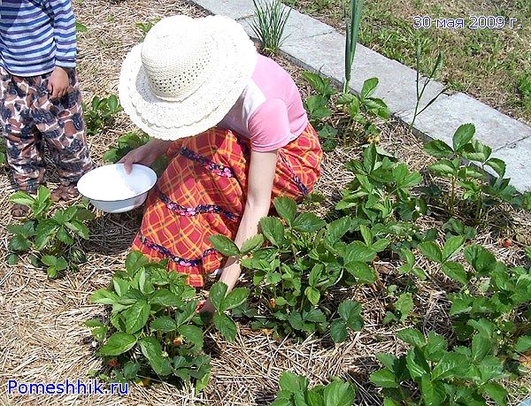 Как рассадить клубнику