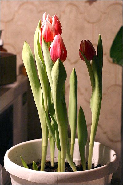 Как вырастить цветы к 8 марта